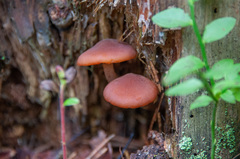 Gymnopilus picreus