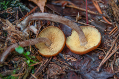 Gymnopilus picreus