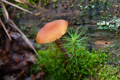 Gymnopilus picreus