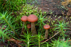 Gymnopilus picreus