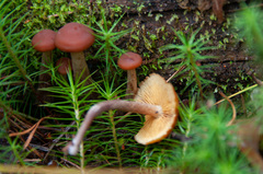 Gymnopilus picreus