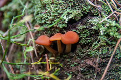Gymnopilus picreus