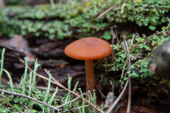 Gymnopilus picreus