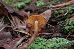 Gymnopilus picreus
