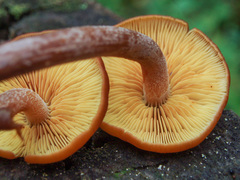 Gymnopilus picreus