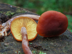 Gymnopilus picreus