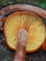 Gymnopilus picreus
