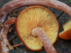 Gymnopilus picreus