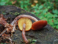 Gymnopilus picreus