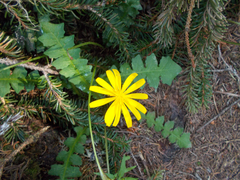 Aposeris foetida