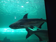 Pangasius sanitwongsei