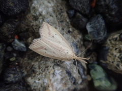 Hypenomorpha falcipennis