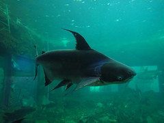 Pangasius sanitwongsei