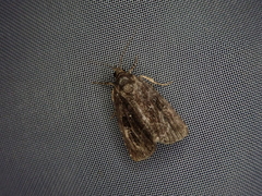 Protodeltote wiscotti