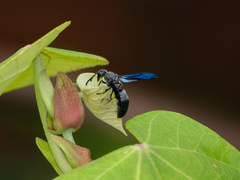 Allorhynchium argentatum