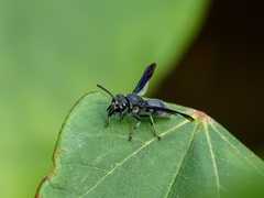 Allorhynchium argentatum