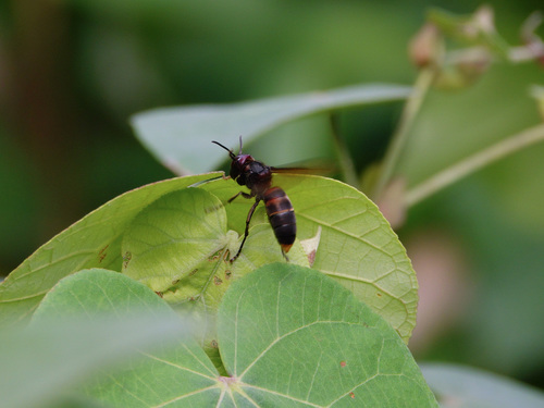 Photo of Yellow-vented Hornet (Vespa analis)