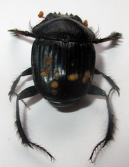 Escarabaeus remii