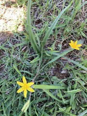 Hypoxis villosa