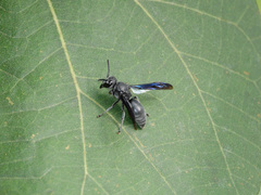 Allorhynchium argentatum