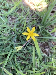 Hypoxis villosa