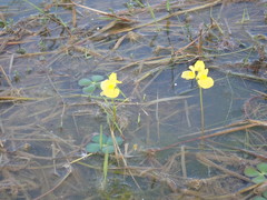 Utricularia aurea