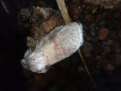 Stauropus basalis