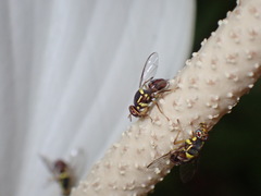 Bactrocera
