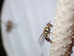 Bactrocera