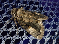 Anacronicta caliginea