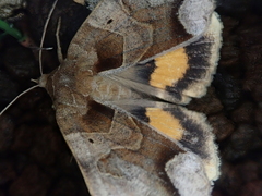 Chrysorithrum amatum