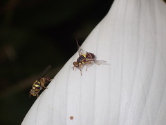 Bactrocera