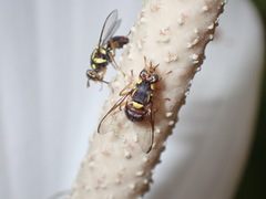 Bactrocera
