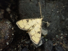 Goniorhynchus butyrosus