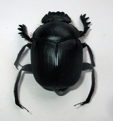 Escarabaeus satyrus