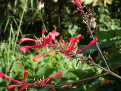 Odontonema cuspidatum