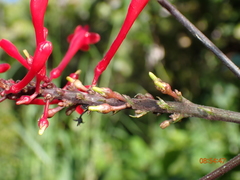 Odontonema cuspidatum