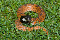 Speckled Shield Cobra photo 5