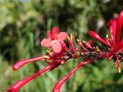 Odontonema cuspidatum