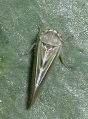 Megophthalminae