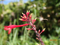 Odontonema cuspidatum