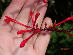 Odontonema cuspidatum