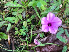 Ipomoea setifera