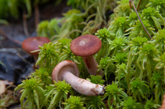 Lactarius subdulcis