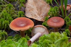 Lactarius subdulcis