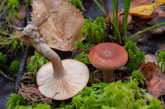 Lactarius subdulcis