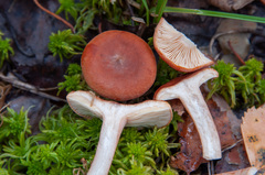 Lactarius subdulcis