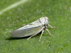 Megophthalminae