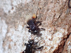 Tetrigona melanoleuca