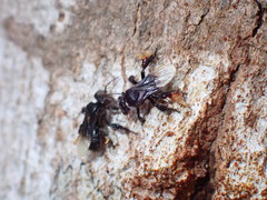 Tetrigona melanoleuca